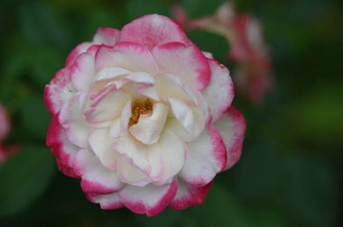 Bahçede güzel pembe bir gül