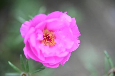 Bahçedeki güzel pembe çiçekler