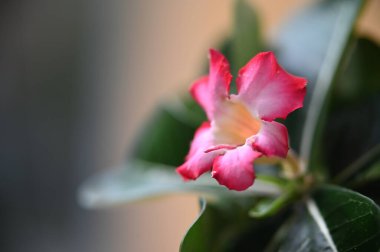 Bahçedeki güzel pembe çiçekler