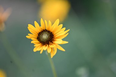 Bahçedeki güzel sarı çiçekler