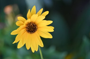 Bahçedeki güzel sarı çiçekler