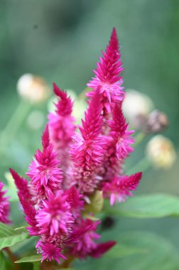 Bahçedeki güzel pembe çiçekler