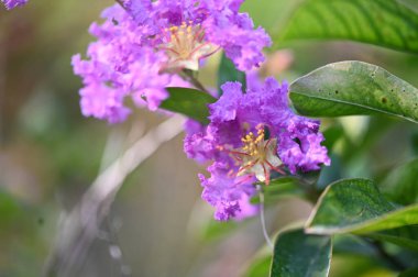 Bahçedeki güzel mor çiçekler