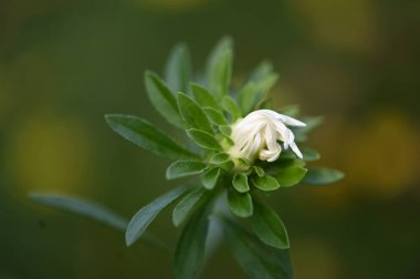 beautiful white flowers in the garden, summer concept