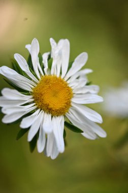 beautiful white flowers in the garden, summer concept