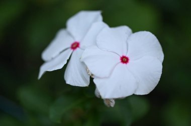 beautiful white flowers in the garden, summer concept