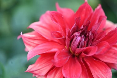 bahçede büyüyen güzel kırmızı çiçekler