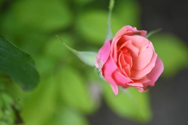 Bahçede güzel pembe bir gül