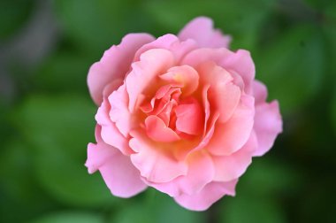 Bahçede güzel pembe bir gül