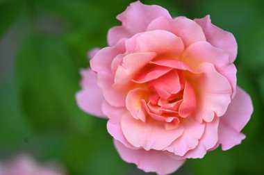 Bahçede güzel pembe bir gül