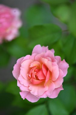 Bahçede güzel pembe bir gül