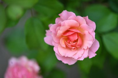 Bahçede güzel pembe bir gül