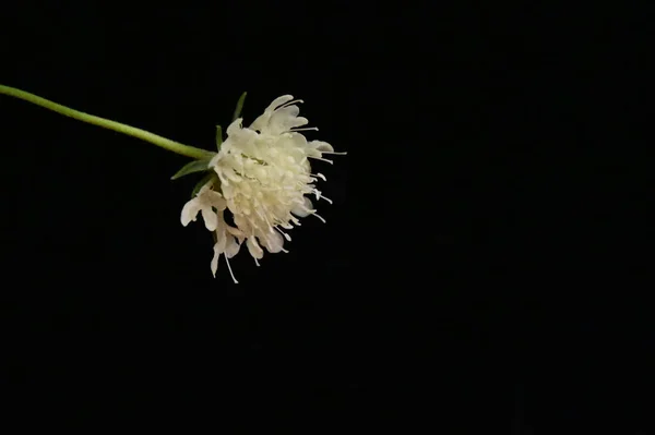 Vacker Vit Blomma Svart Bakgrund — Stockfoto