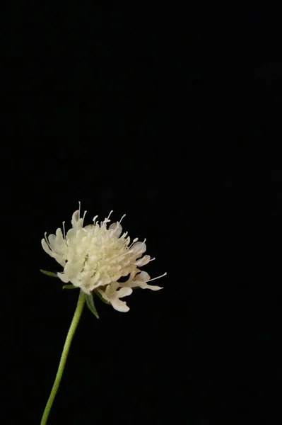 Beautiful White Flower Black Background — Stock Photo, Image