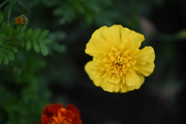 庭の美しいオレンジと黄色の花を間近に見ることができます — ストック写真