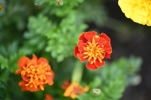 Vista Perto Belas Flores Laranja Amarela Jardim — Fotografia de Stock