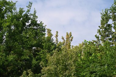 Ormanda yeşil ağaçlar