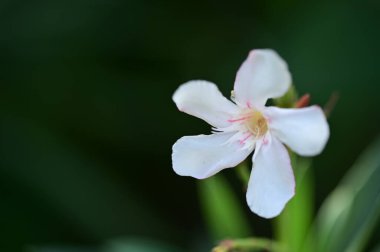 beautiful white flowers in the garden, summer concept
