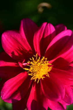 bahçede büyüyen güzel kırmızı çiçekler