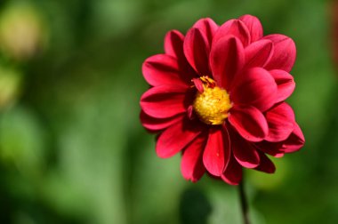 bahçede büyüyen güzel kırmızı çiçekler