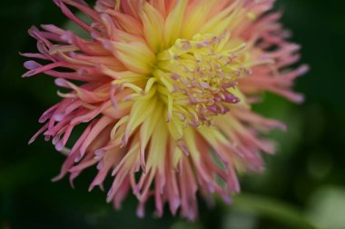 closeup view of beautiful pink dahila flowers in the garden