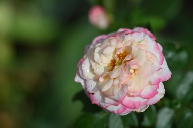 Bahçede güzel pembe bir gül