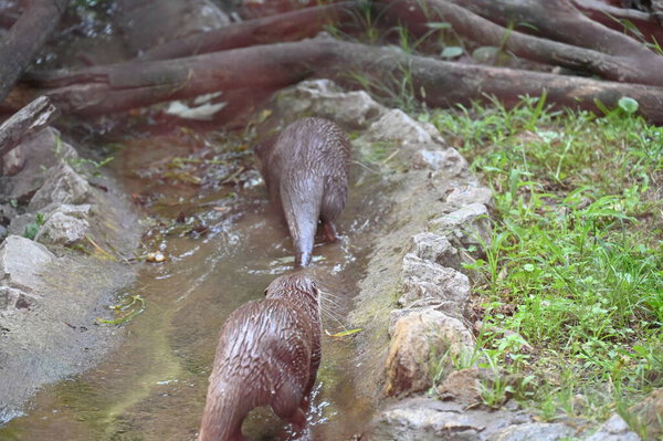 A group of beavers works on its dam near river