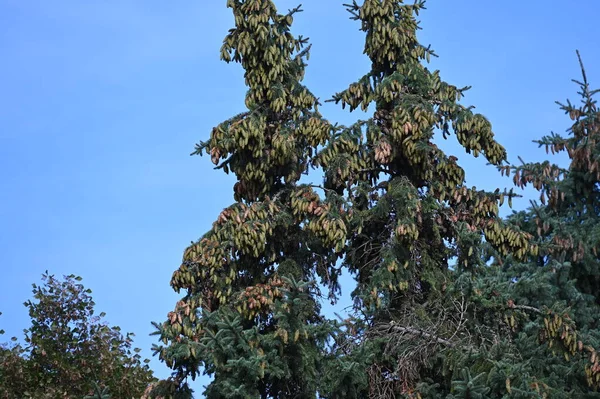 Tall Träd Mot Blå Himmel Bakgrund — Stockfoto