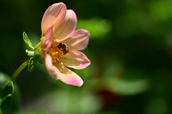 Včela Sedí Žluté Růžové Květy Zblízka Pohled — Stock fotografie