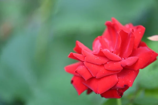 Hermosa Rosa Roja Jardín — Foto de Stock