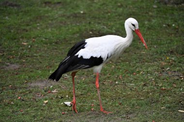 white stork on green grass in the park