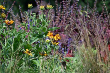 Bahçede büyüyen güzel çiçekler