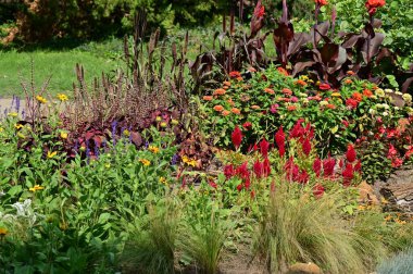 Bahçede büyüyen güzel çiçekler