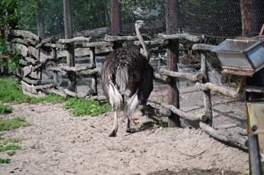 Hayvanat bahçesinde büyük bir devekuşu.