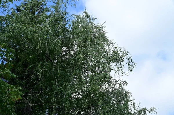 Gröna Löv Trädet Skogen — Stockfoto