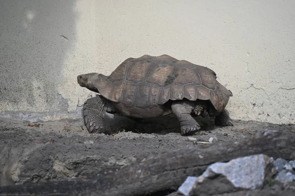 Een Grote Bruine Schildpad Grond — Stockfoto