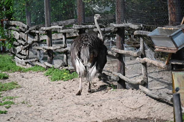 Hayvanat bahçesinde büyük bir devekuşu.