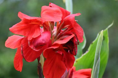 bahçede büyüyen güzel kırmızı çiçekler