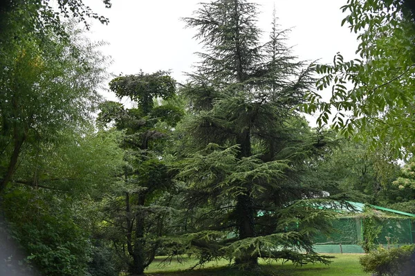 Arbres Verts Dans Parc Nature — Photo