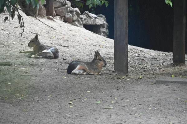 Close Cavies — Fotografia de Stock