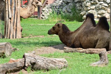 Hayvanat bahçesinde bir grup genç deve.