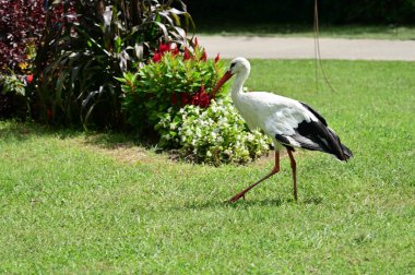 white stork on green grass in the park