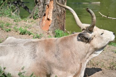 Bir ineğin yakın çekimi. 