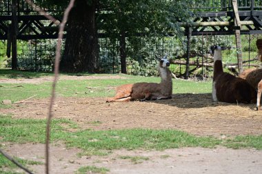 Hayvanat bahçesindeki sevimli lama manzarasını kapat.