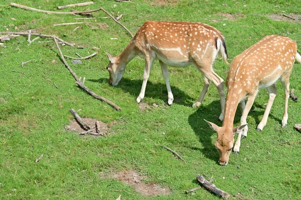 动物园里的小鹿 — 图库照片