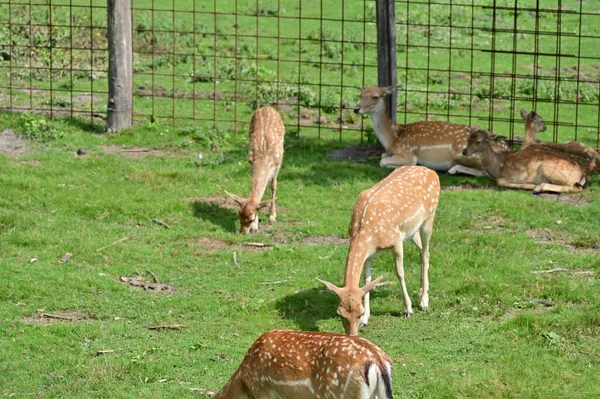 Jong Hert Dierentuin Dieren — Stockfoto