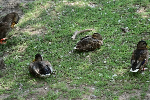 Grupo Patos Parque —  Fotos de Stock