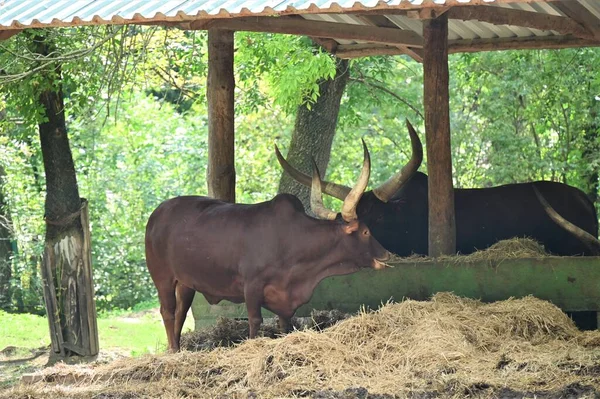 Herd Bulls Farm — Stock Photo, Image