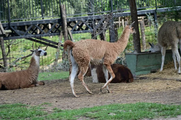 Vista Cerca Las Llamas Lindas Zoológico — Foto de Stock