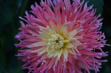 closeup view of beautiful pink dahila flowers in the garden